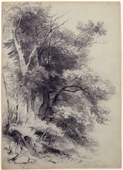 Study of Trees, ShandakenOlive, New York, 1852 by Asher Brown Durand